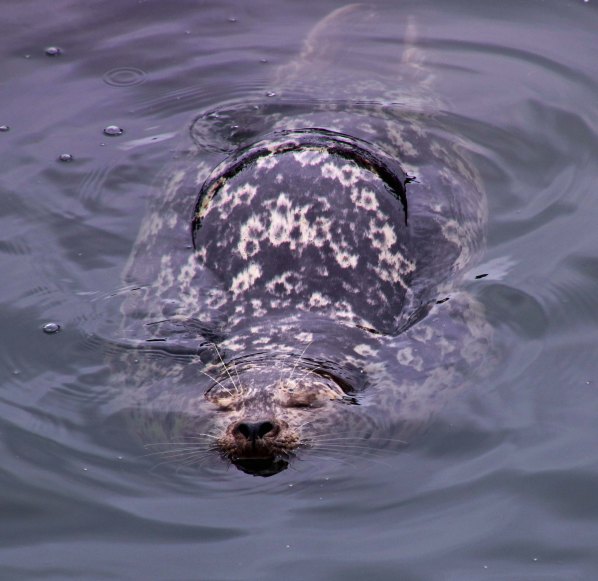 Seal at Point Lobos