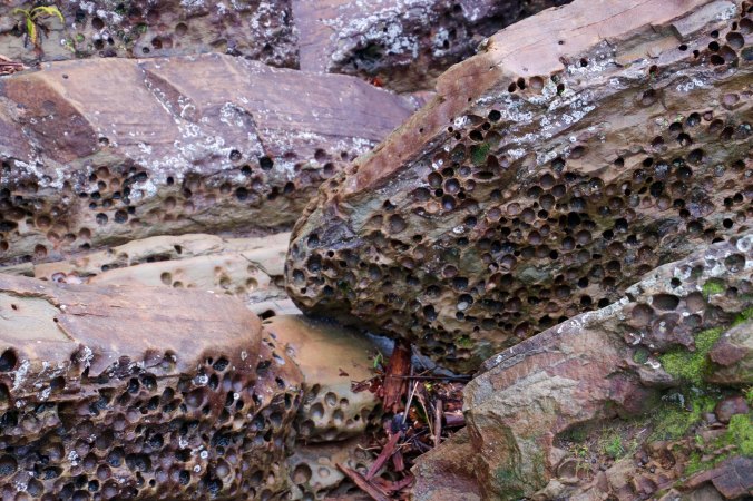 Clam carved rocks at Beach 5, Olympic National Park