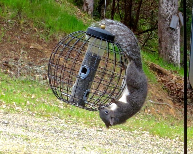 Squirrel on birdfeeder