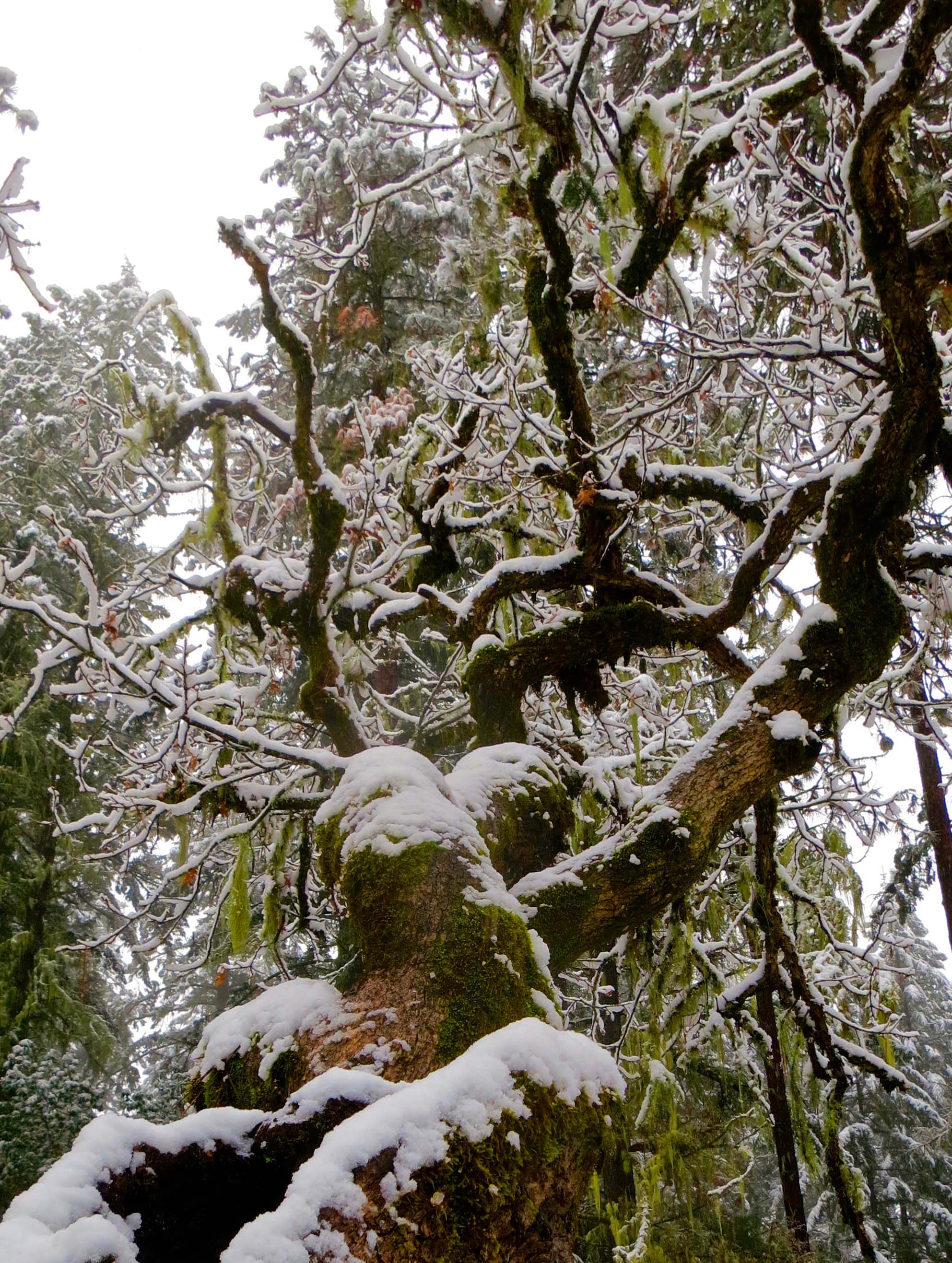 White oak limb in snowstorm at Mekemson home in Oregon
