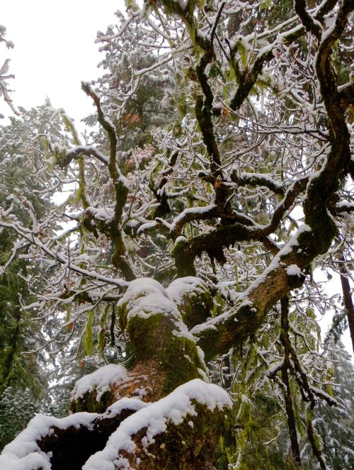 White oak limb in snowstorm at Mekemson home in Oregon