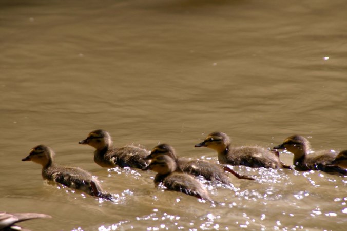 Baby ducks on Trent and Mersey Canal