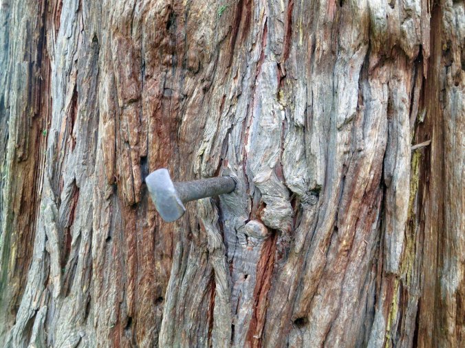 Cedar tree spike in Diamond Springs Ca