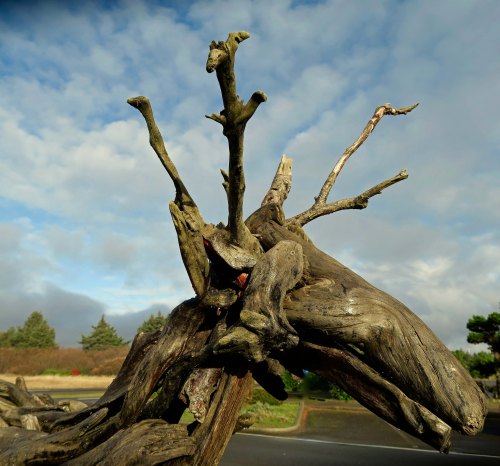 Driftwood deer in Ocean Shores, Washington photo by Curtis Mekemson.