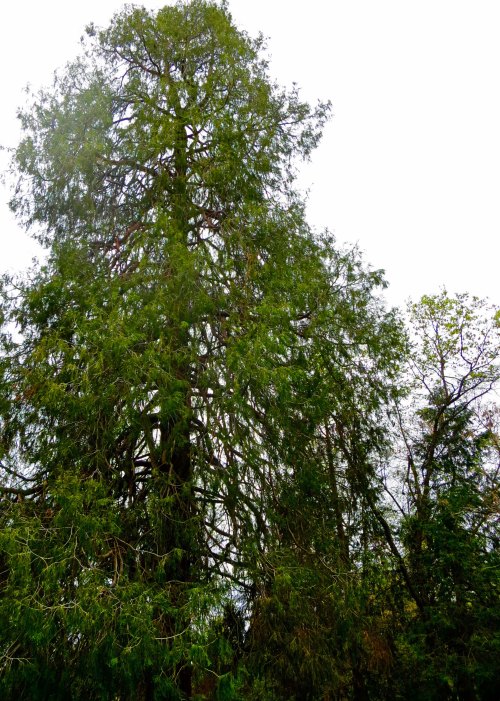 Incense cedar tree in Diamond Springs graveyard