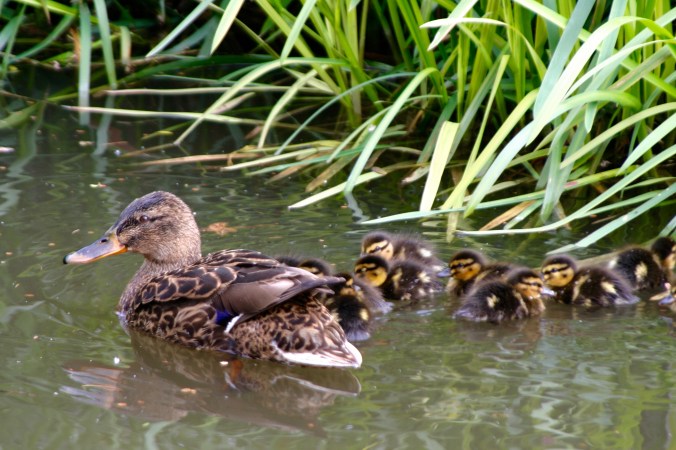 Mallard hen and chicks on Trent and Mercy Canal