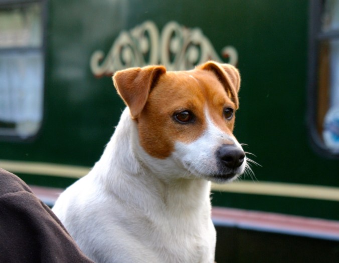 Narrowboat dog on Trent and Mercy Canal
