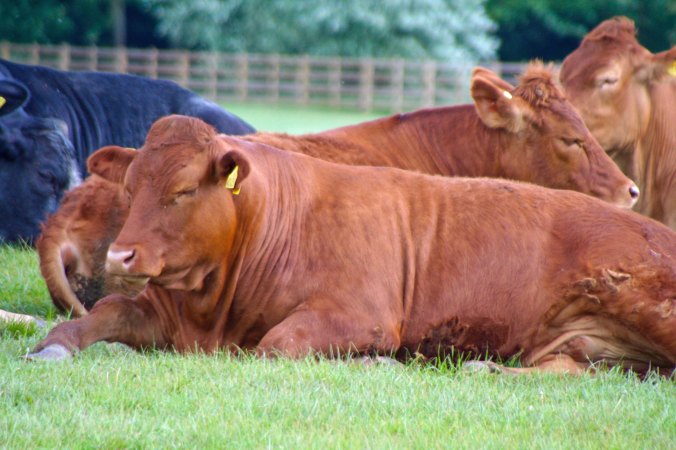 Resting cattle along Trent and Mersey Canal