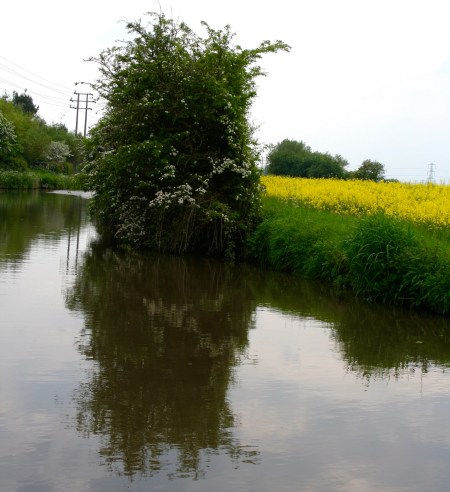 Scenic flowering tree and mustard along the Trent and Mercy Canal