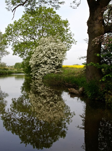 Scenic view with flowering tree along Trent and Mercy Canal