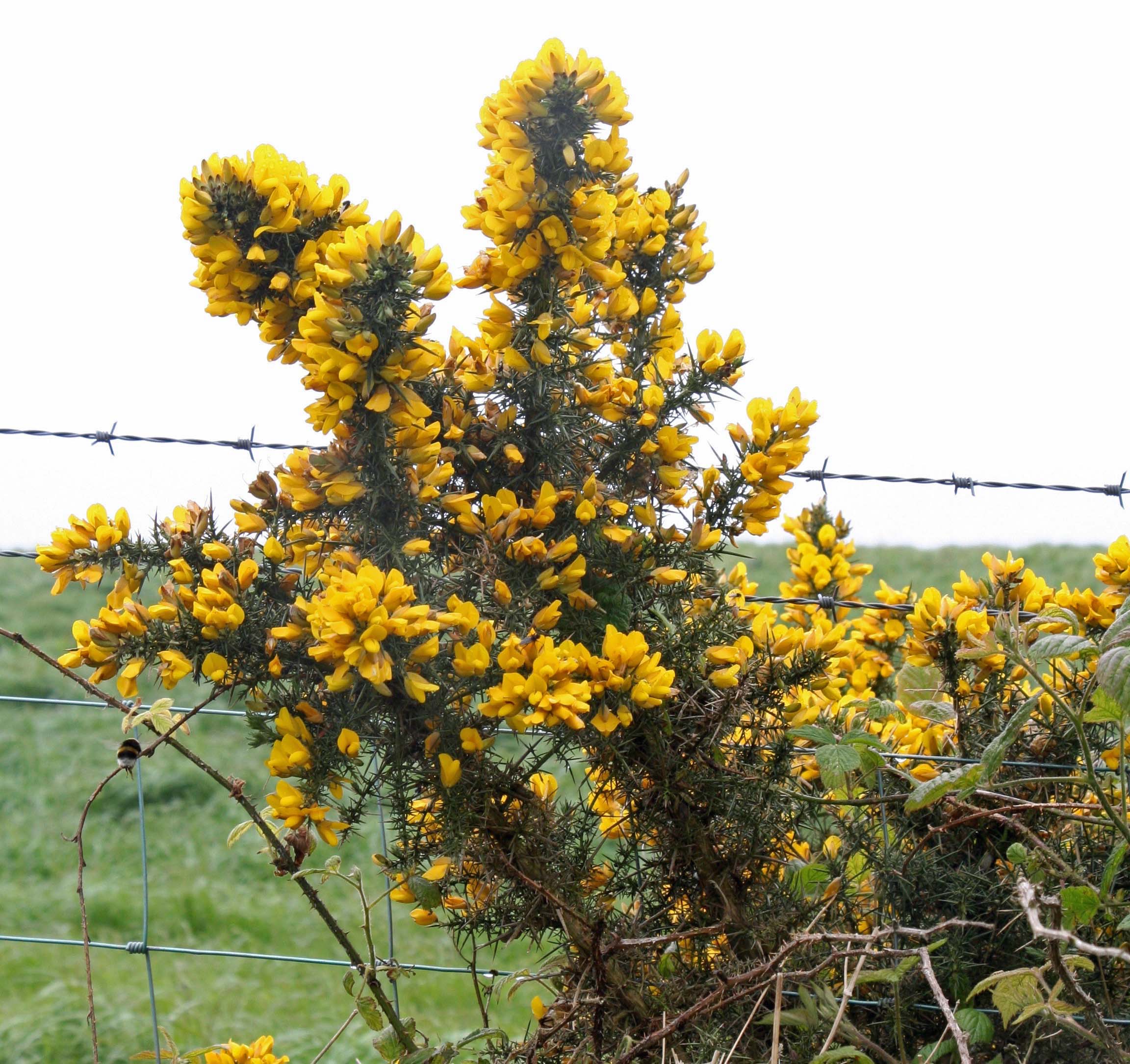 Scotch broom