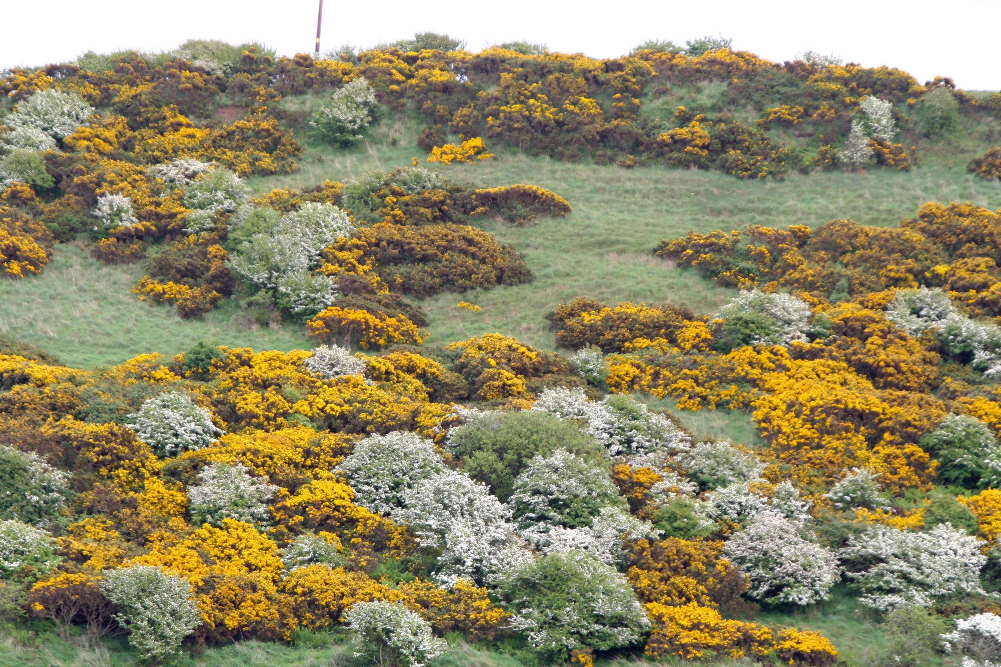 Scottish broom