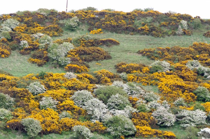 Scottish broom
