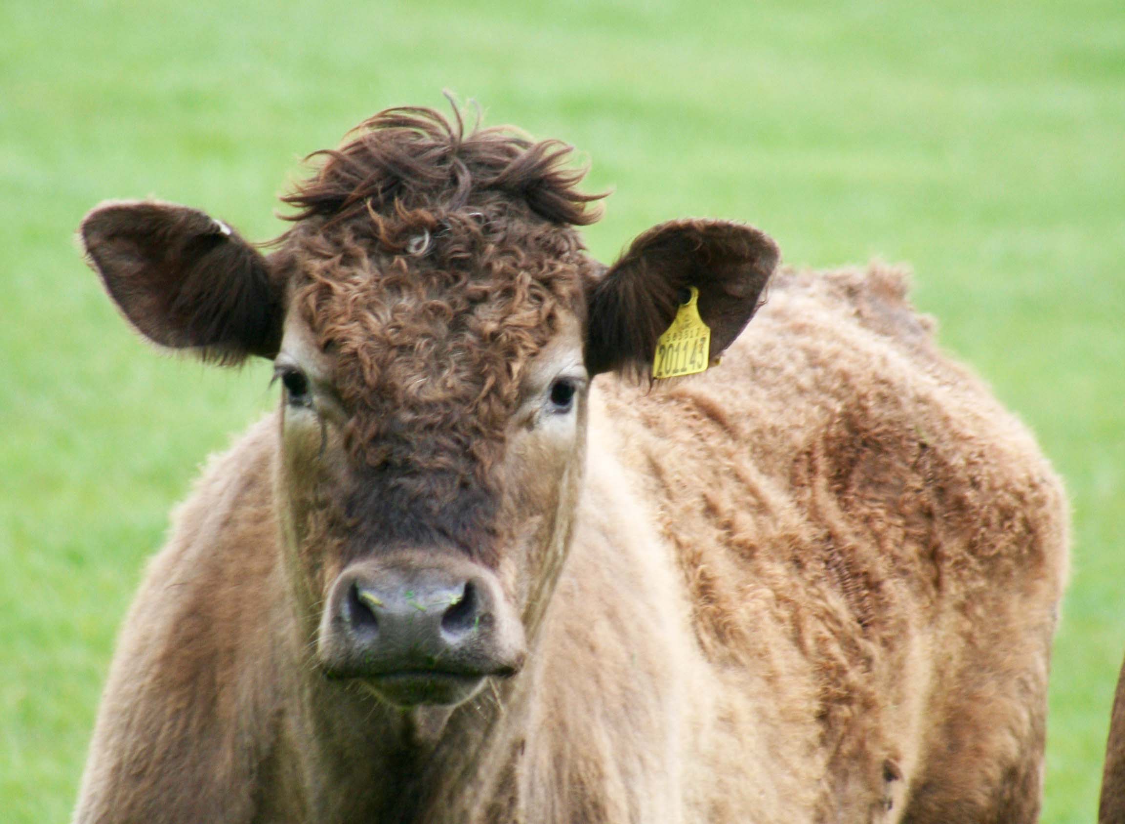Scottish cow