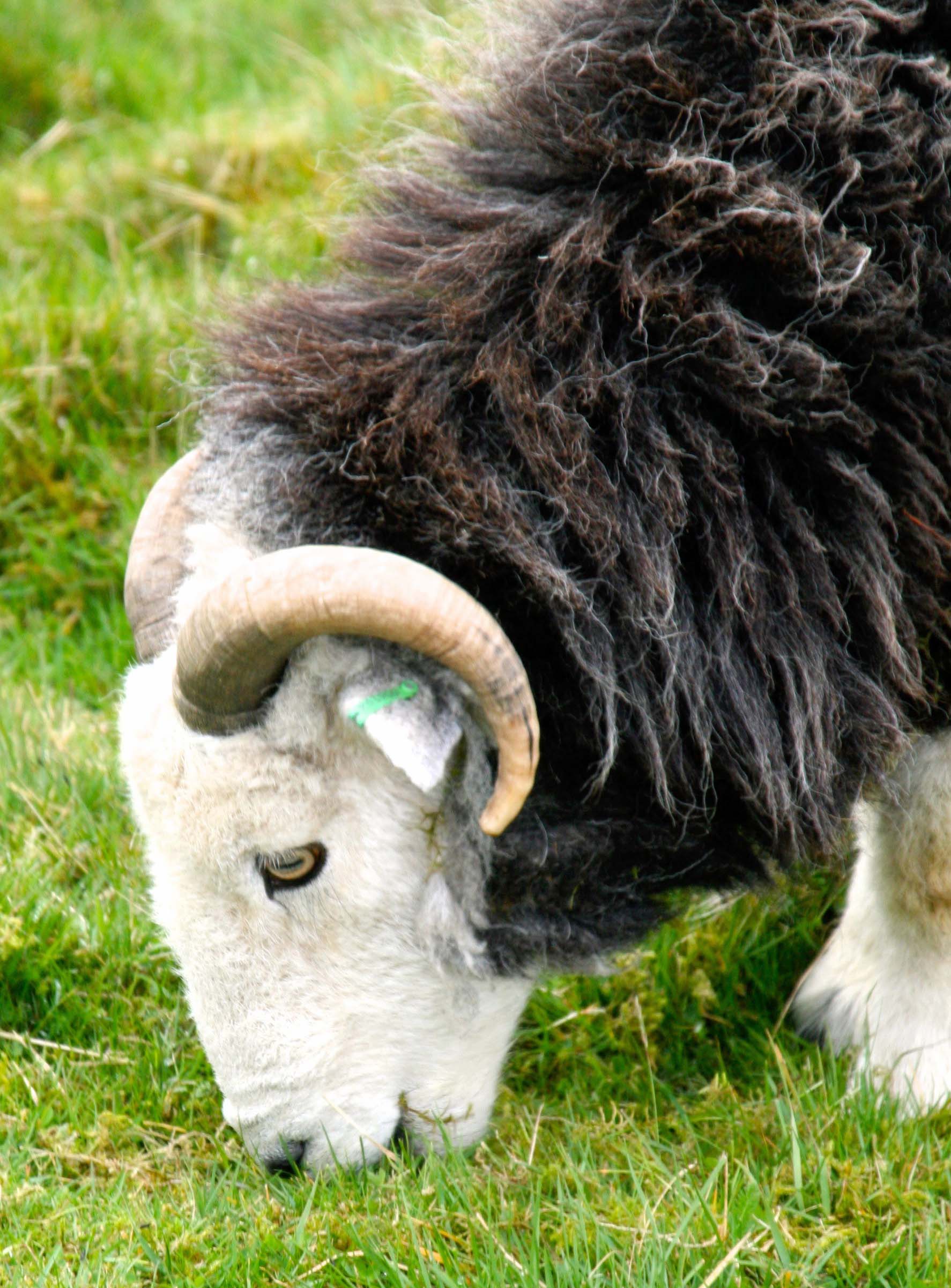 Scottish sheep
