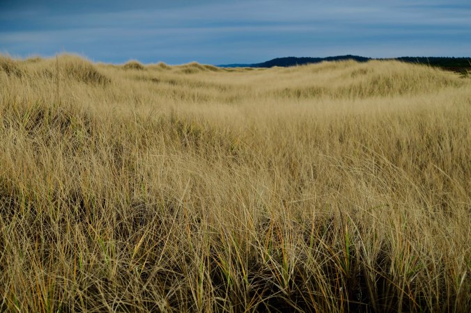 Seagrass and dunes at Copalis Beach