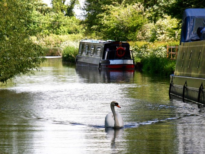 Swan and narrowboats on Trent and Mersey Canal