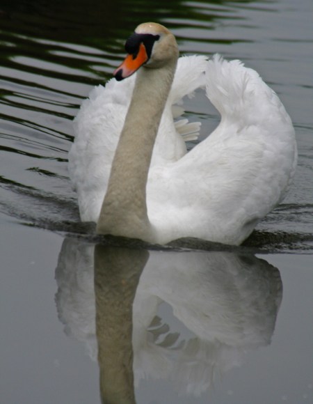 Swan and reflection on Trent and Mercy Canal