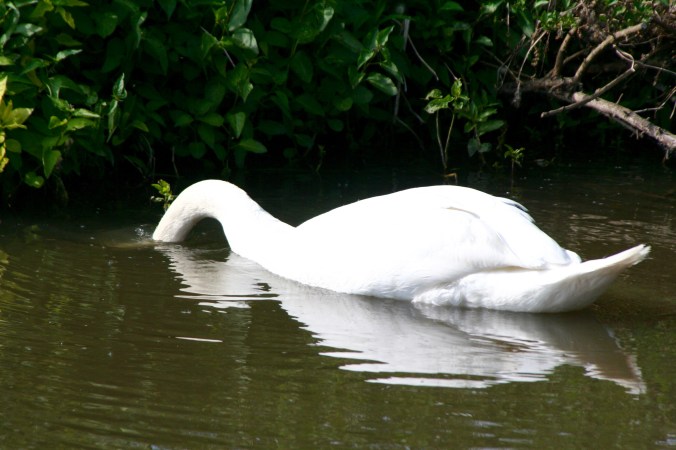 Swan chows down on Trent and Mercy Canal