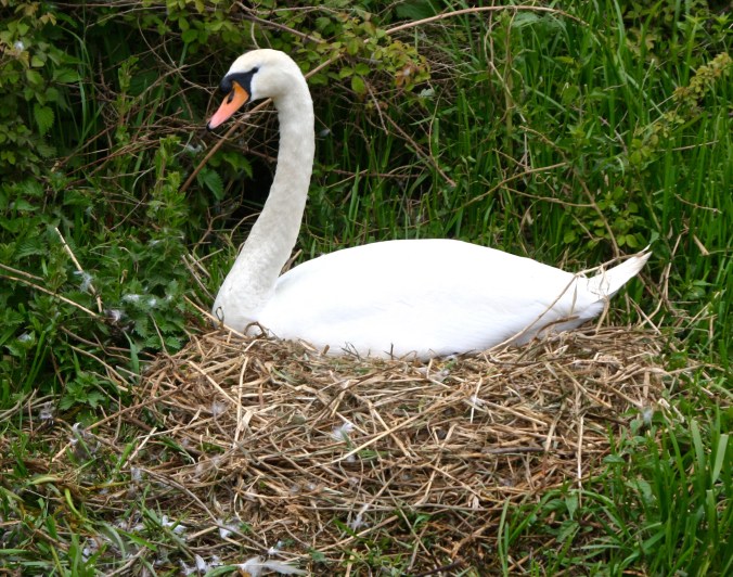 Swan nesting on Trent and Mercey Canal