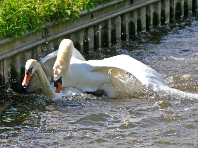 Swans mating on Trent and Mersey Canal