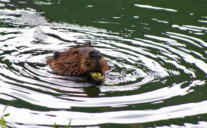 Beaver chewing on wood chip along Toad River