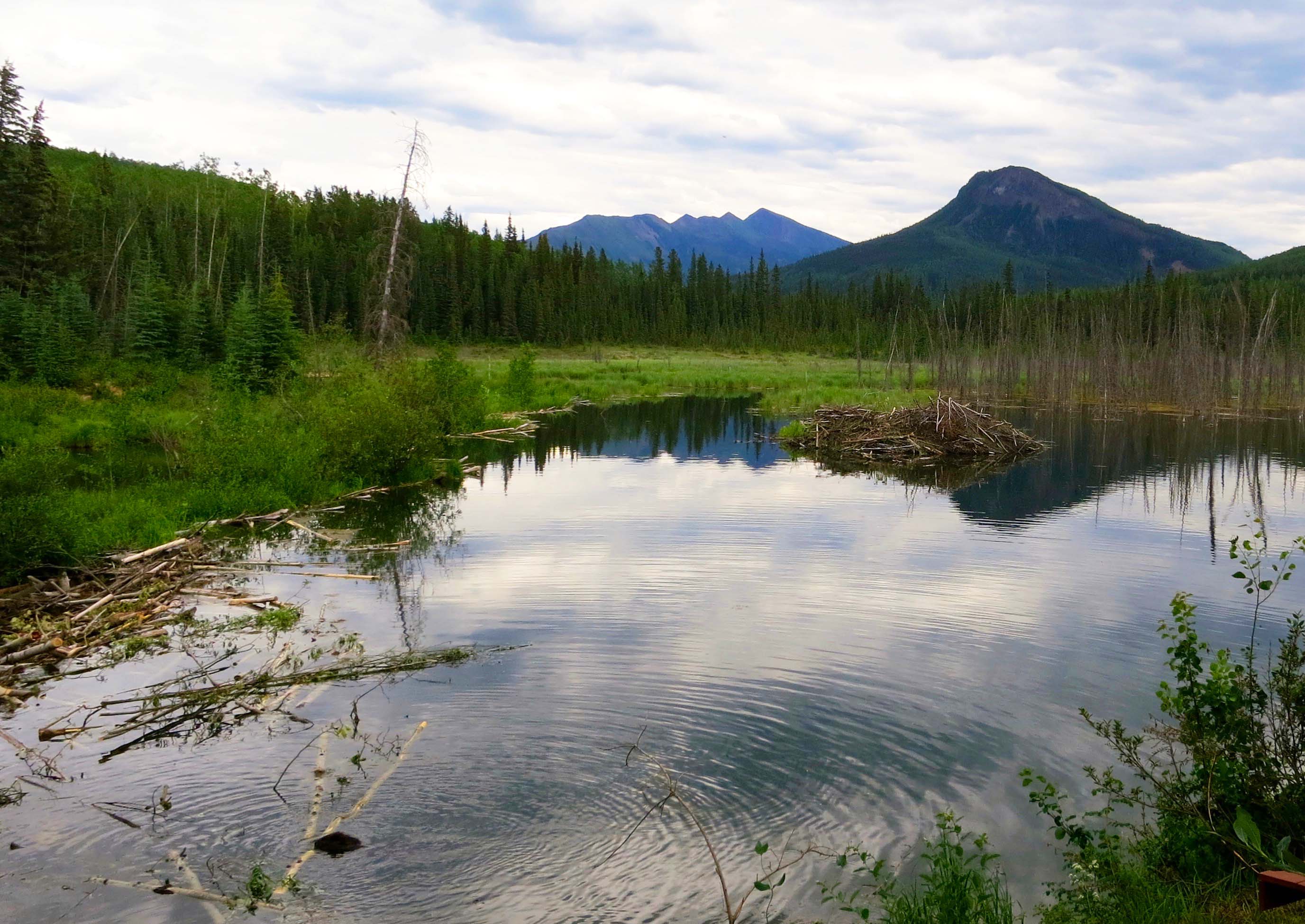 Beaver dam and beaver along Alaska Highway
