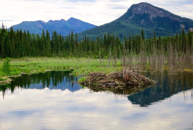 Beaver dam near the Toad River along the Alaska Highway