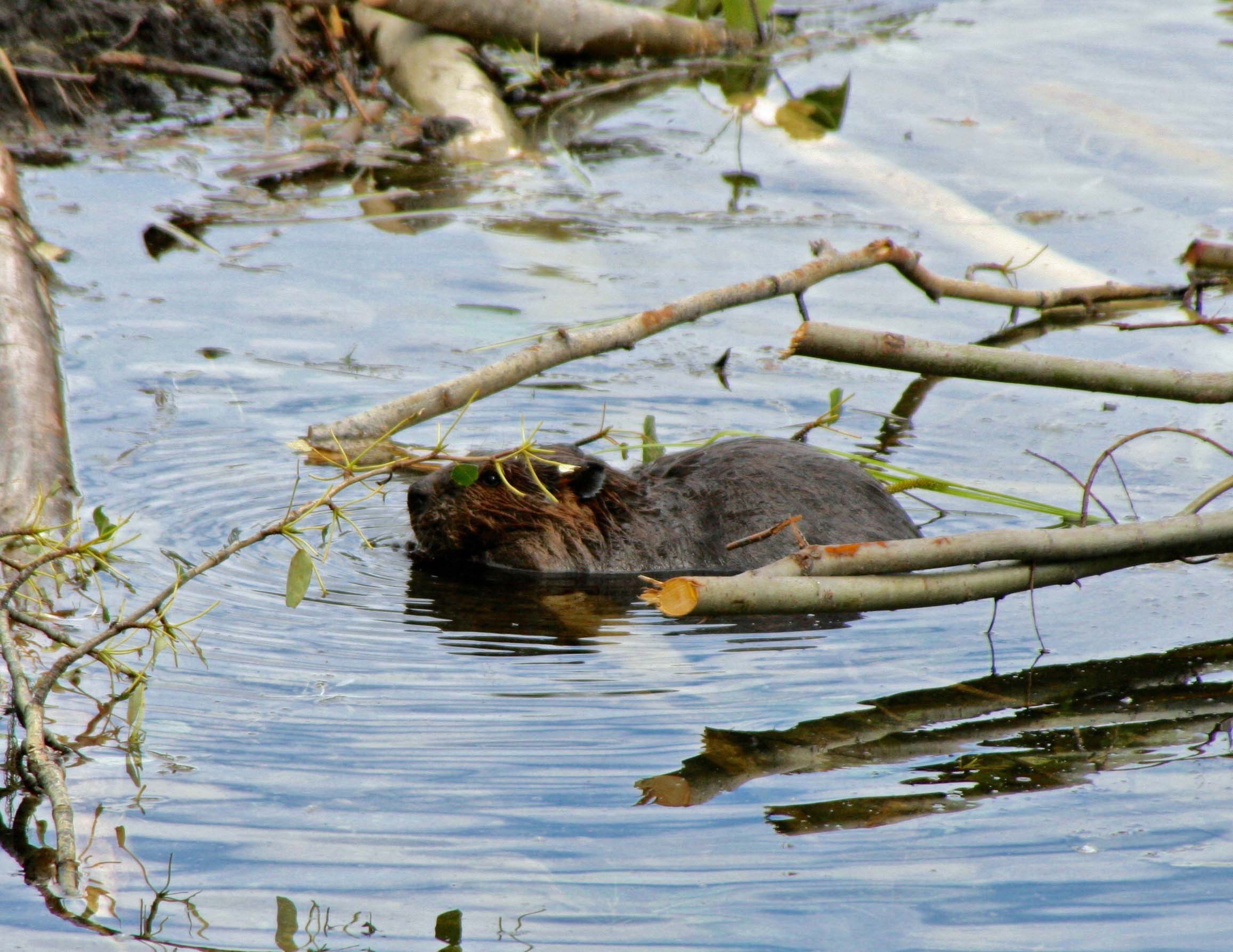 Beaver working on beaver dam