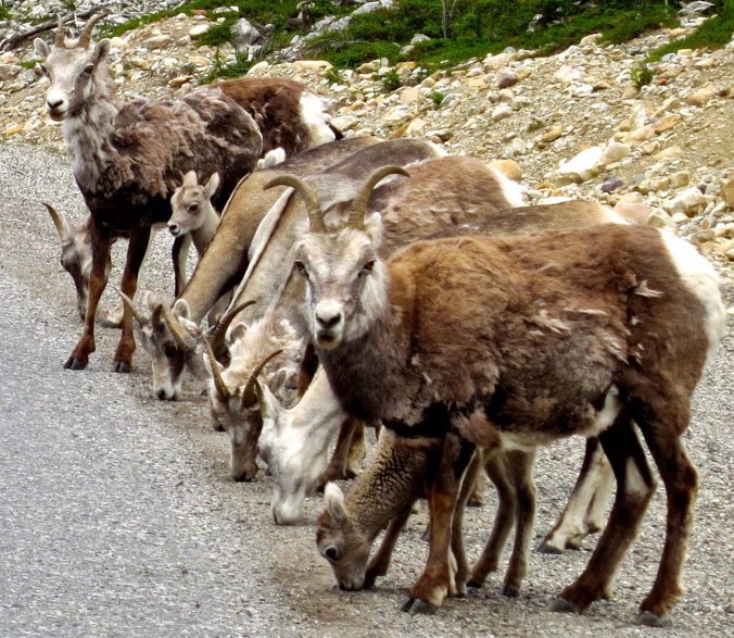 Being checked out by Stone Mountain sheep on Alaska Highway
