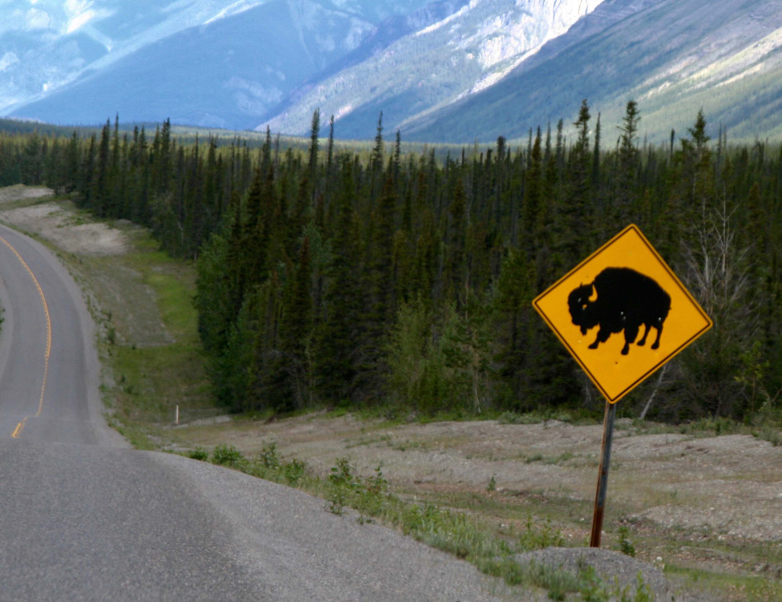 Bison warning sign on Alaska Highway