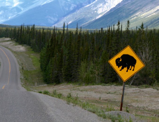 Bison warning sign on Alaska Highway