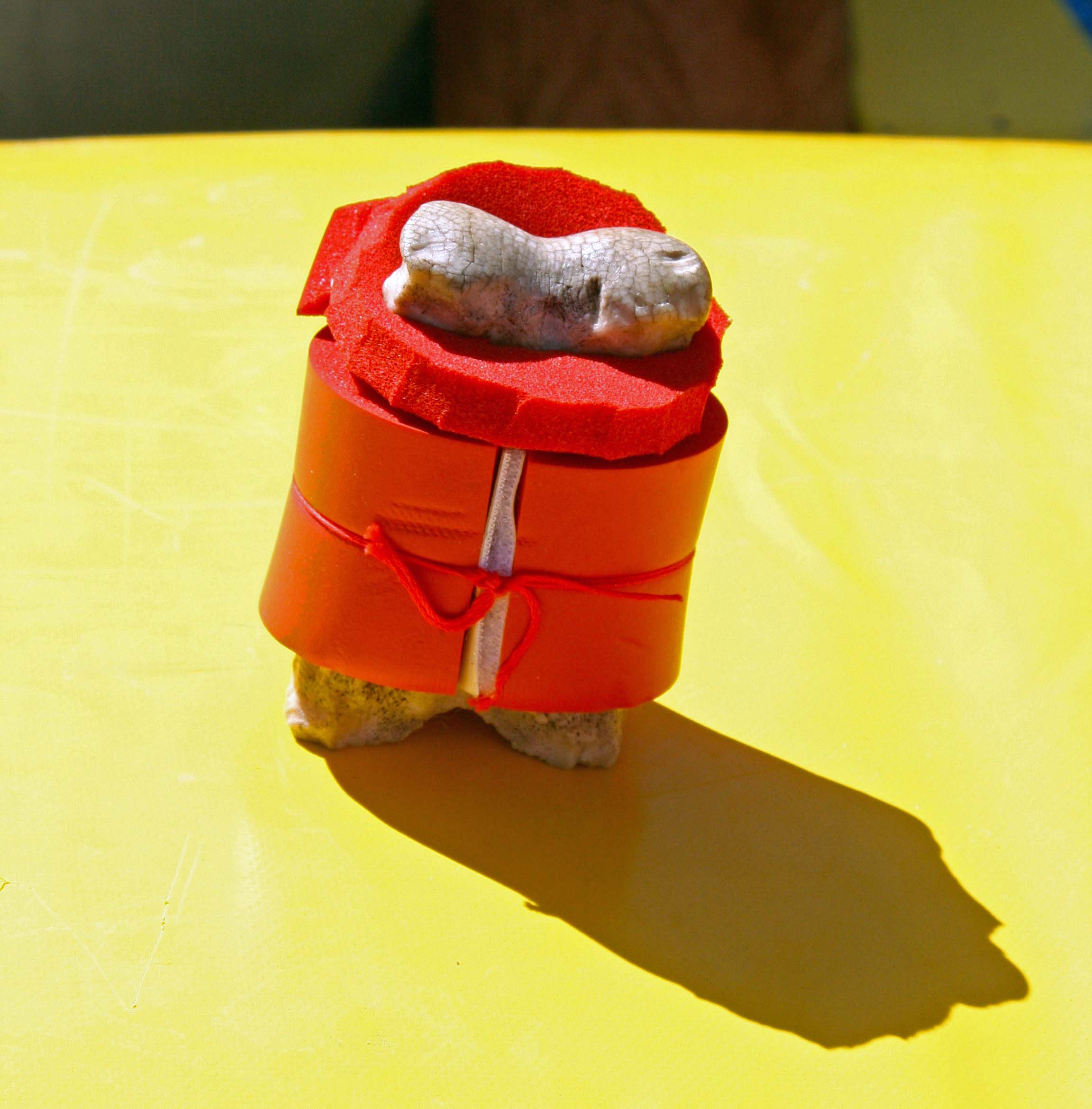 Bone on edge of Sotar Raft in Grand Canyon