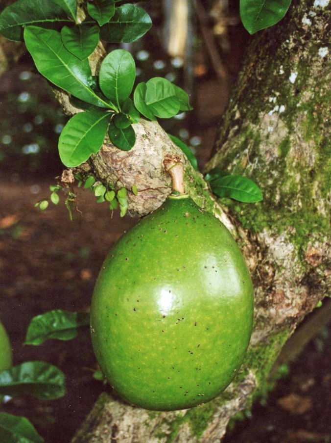Breadfruit in Amazon