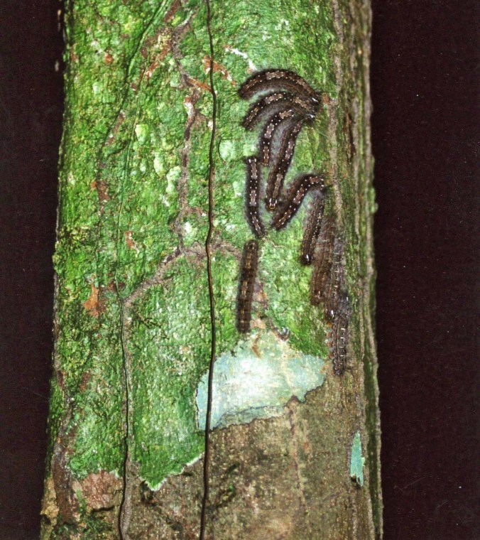 Catpillars on tree in Amazon Rainforest