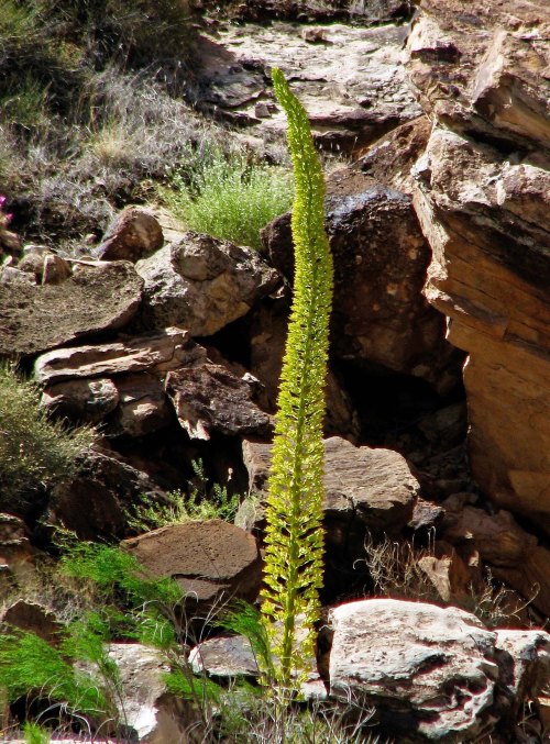 Century Plant in Grand Canyon