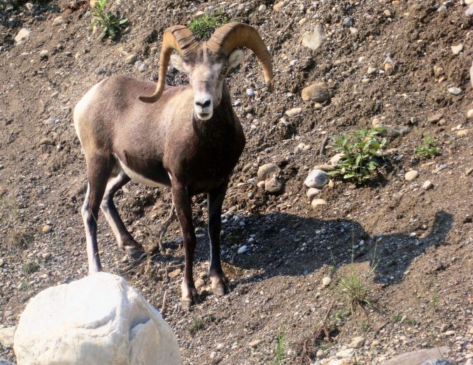 Dall sheep ram on Alaska Highway