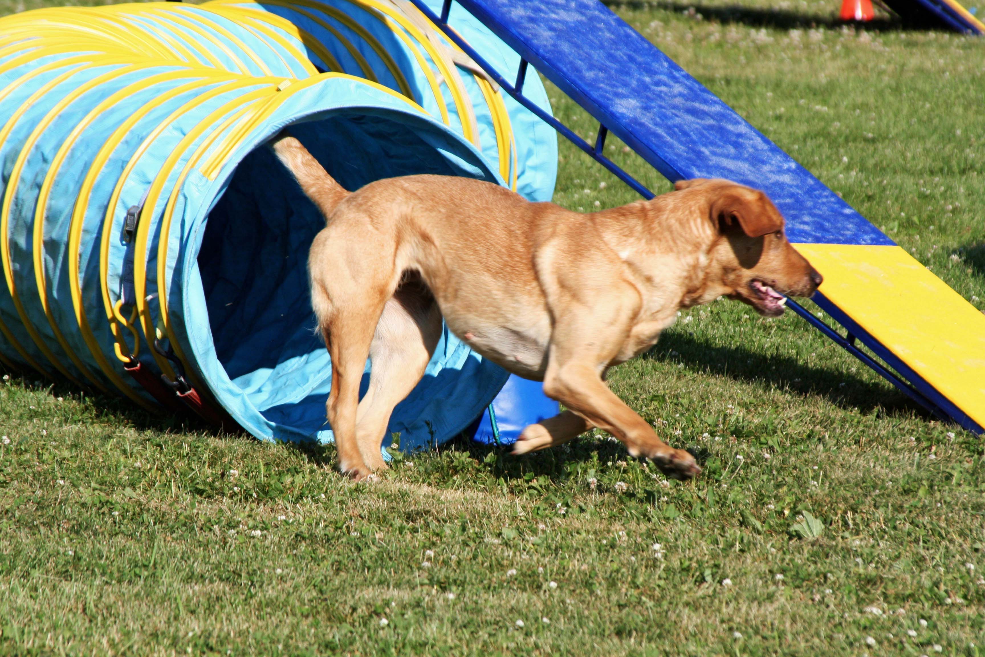 Dog agility trials in Quesnel, BC tunnel