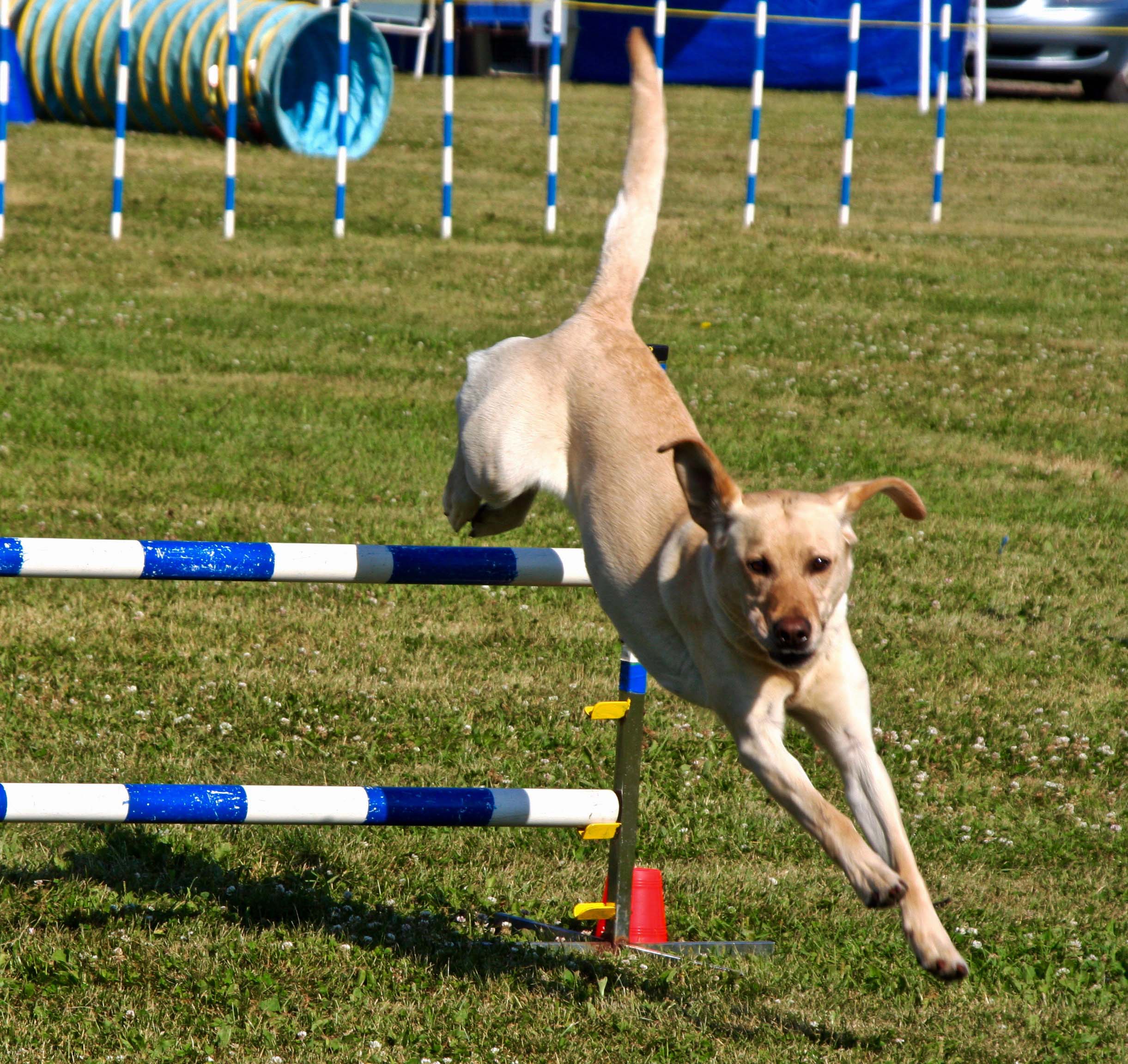 Dog agility trials, jumping in Quesnel, BC