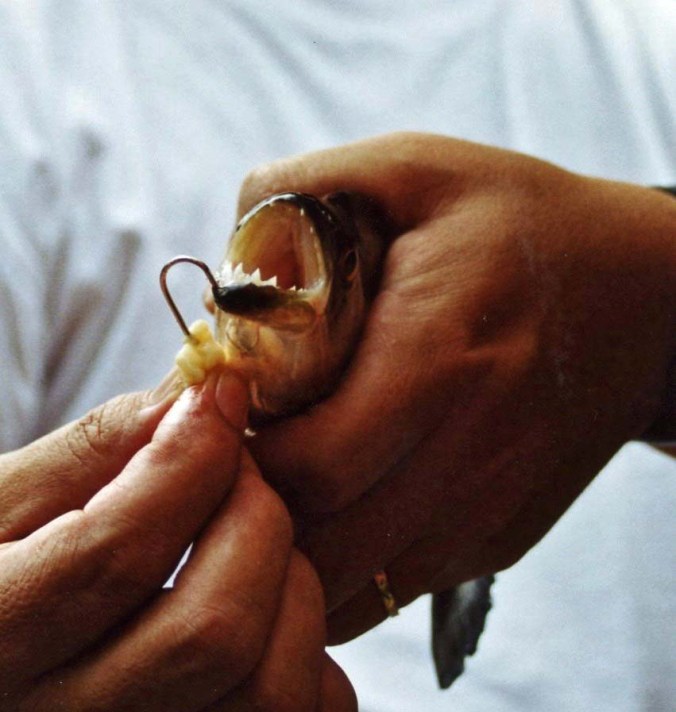 Fishing for piranhas