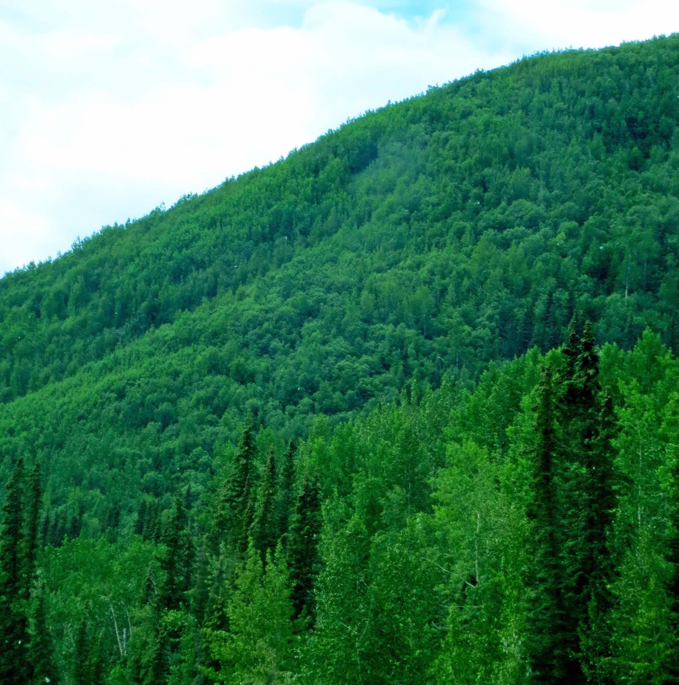 Green forests along Alaska Highway