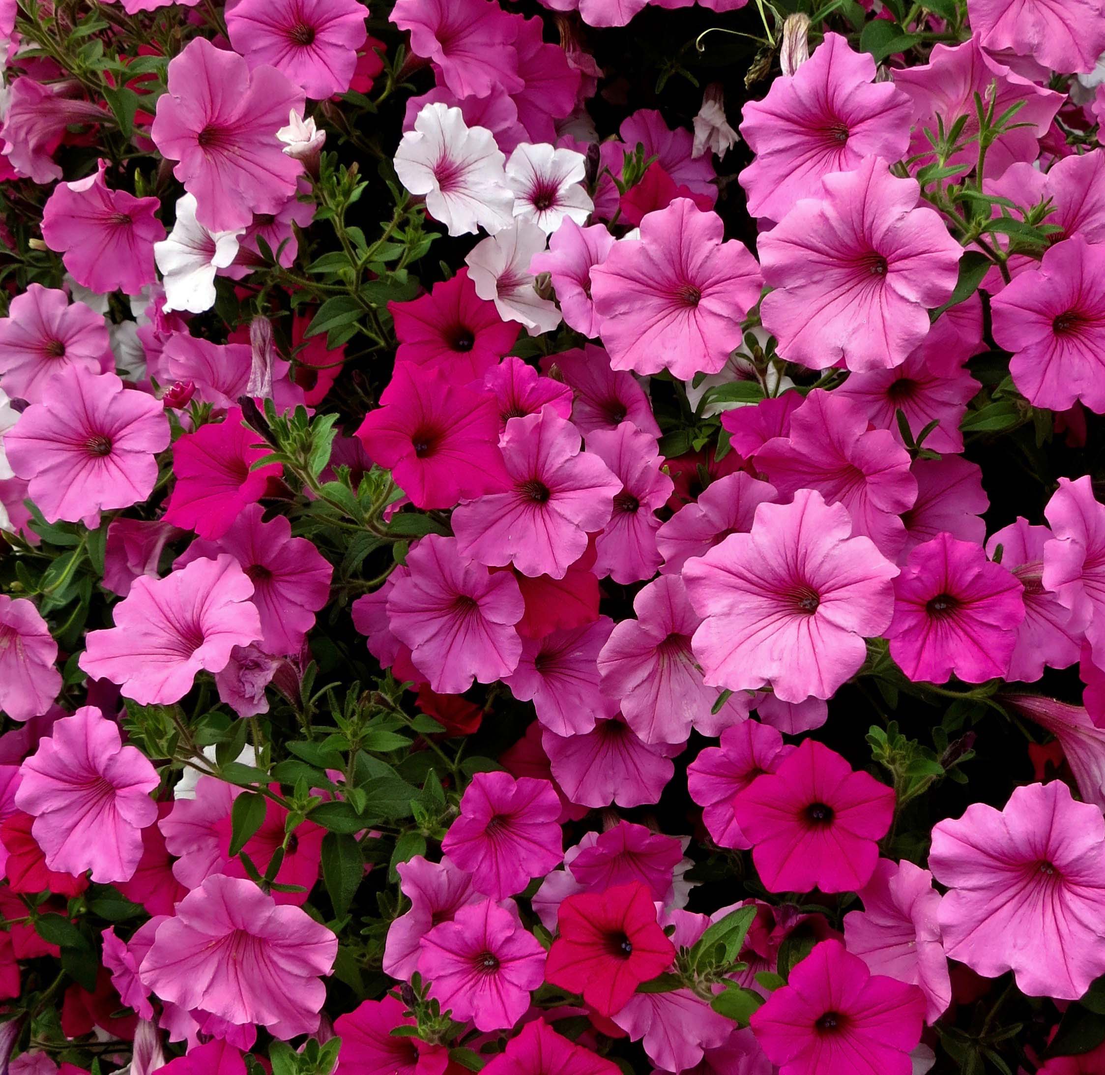 Hanging basket petunias closeup, BC