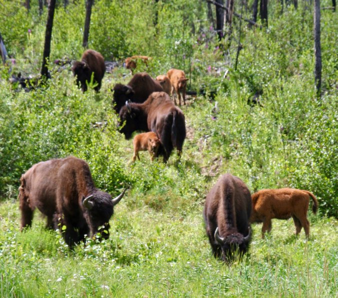 Herd of wood bison along Alaska Highway