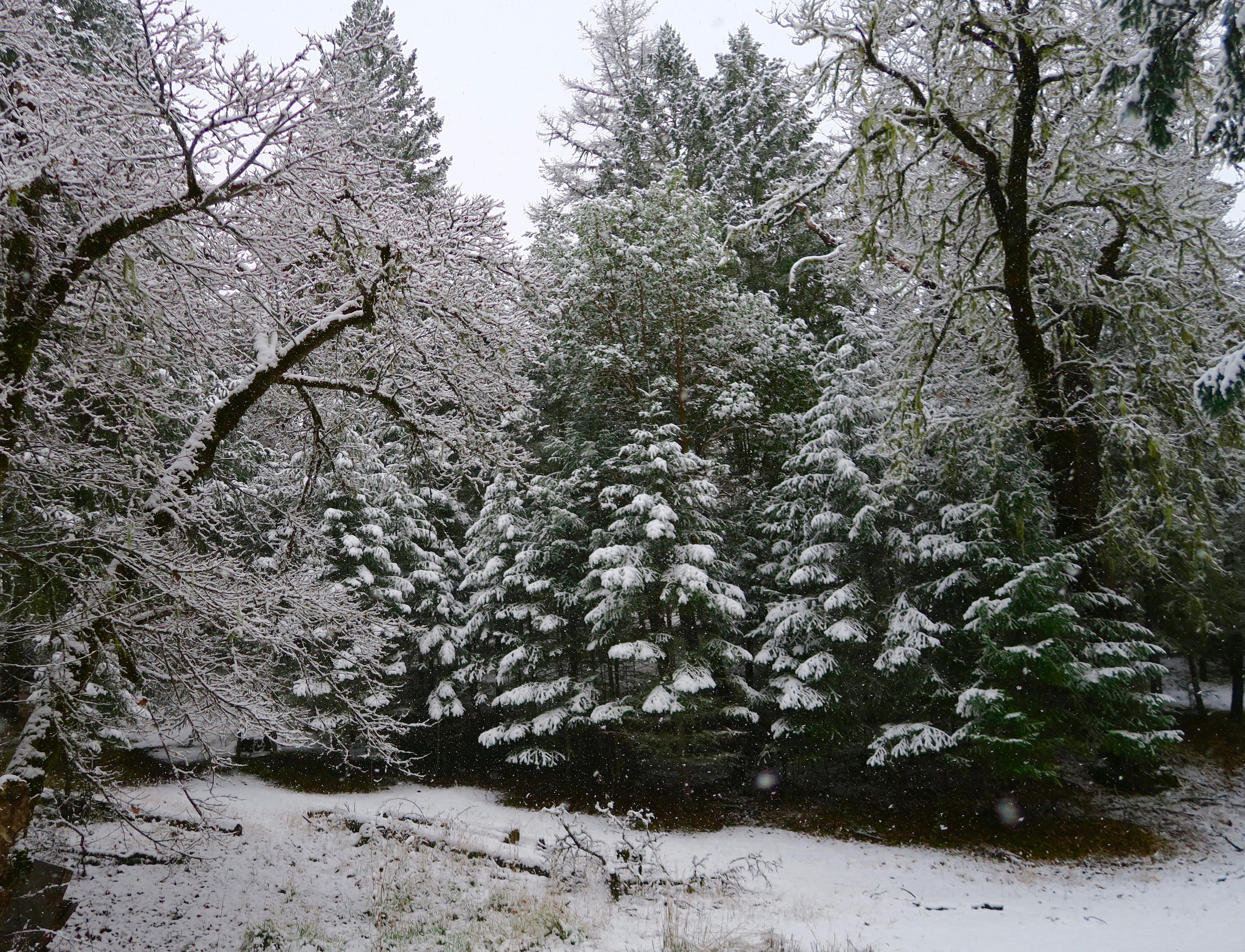 Young Douglas fir covered with fresh snow