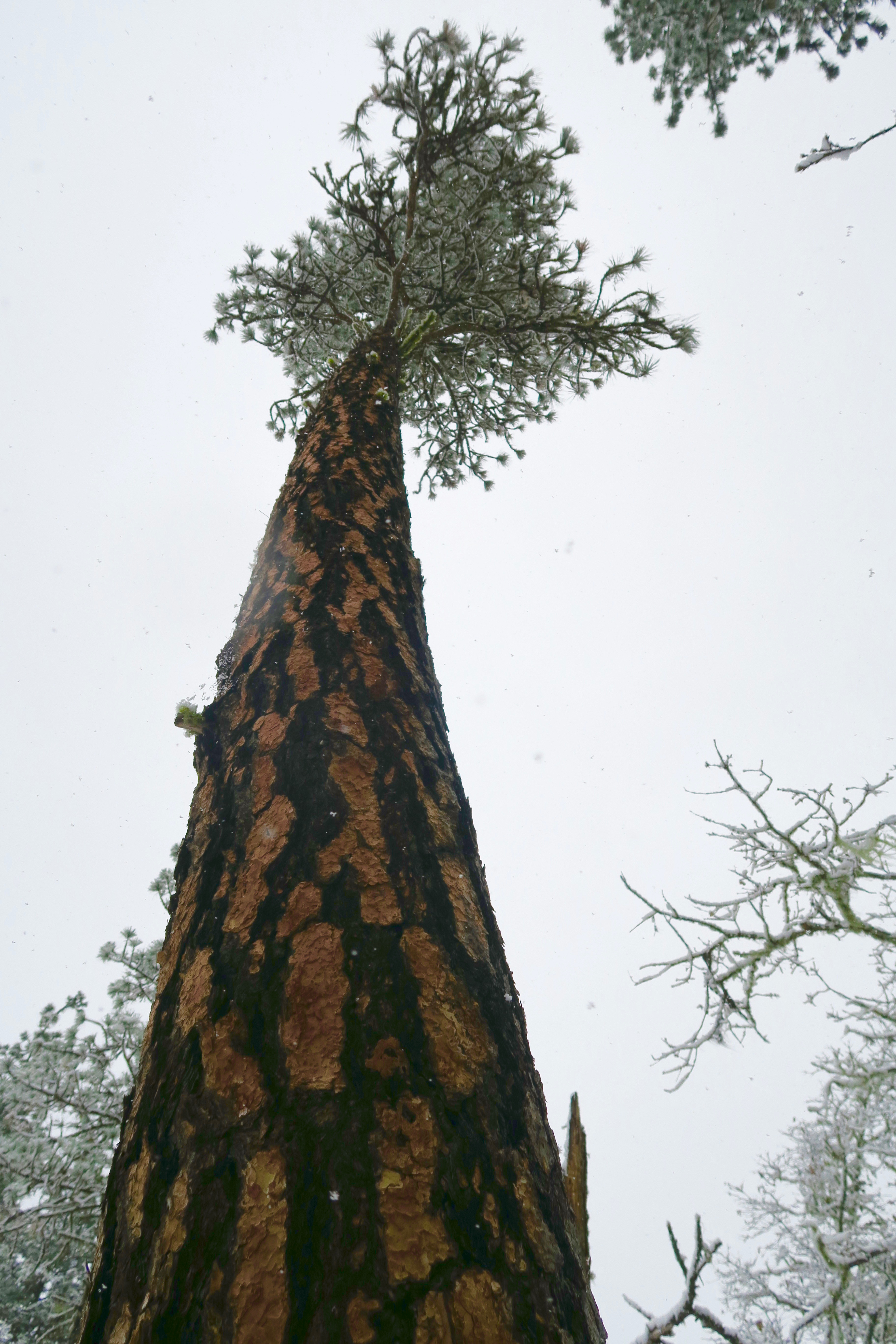 Ponderosa pine in snowstorm, Rogue River National Forest