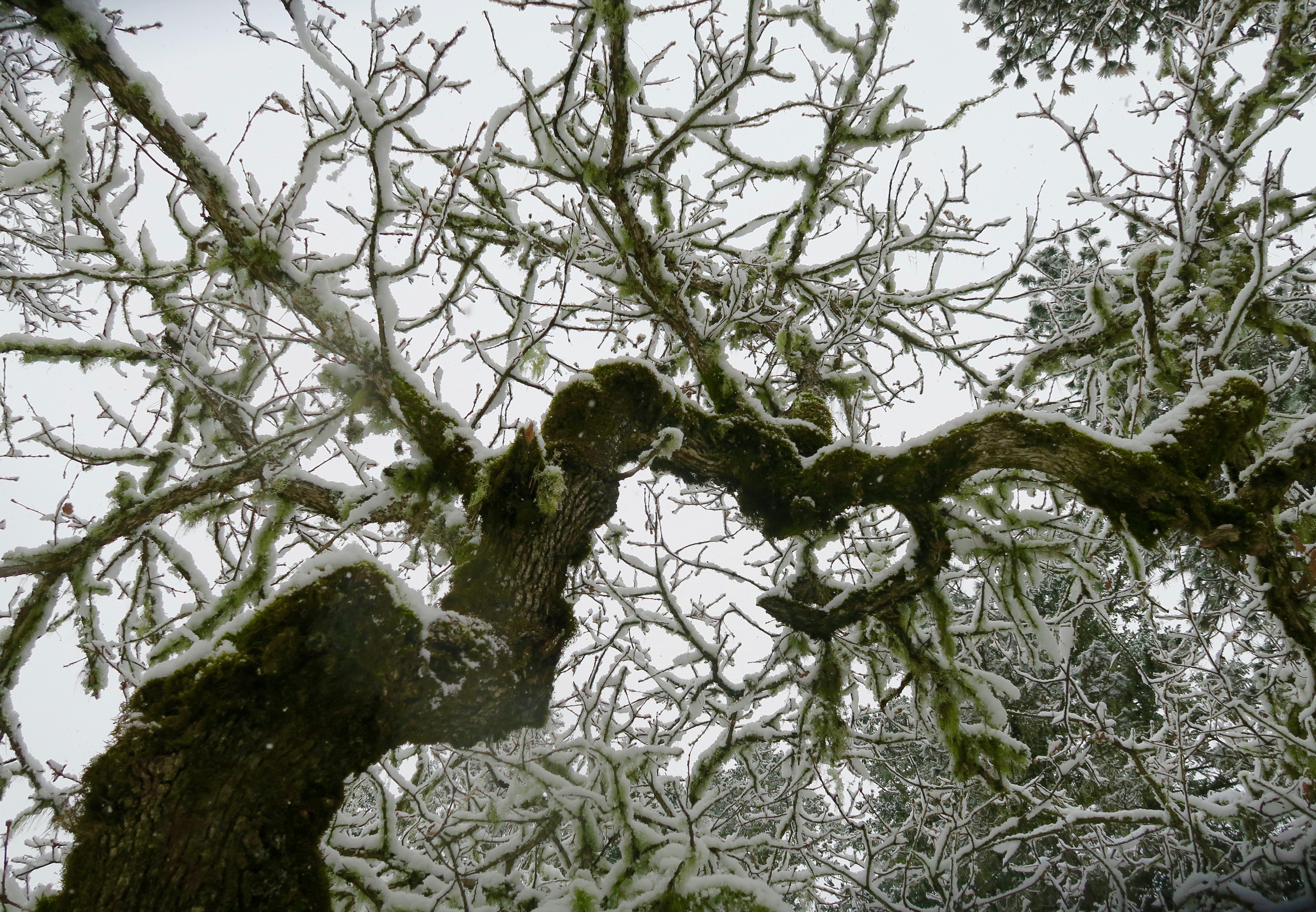 Oak tree branch covered in snow, Rogue River National Forest