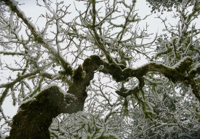 Oak tree branch covered in snow, Rogue River National Forest