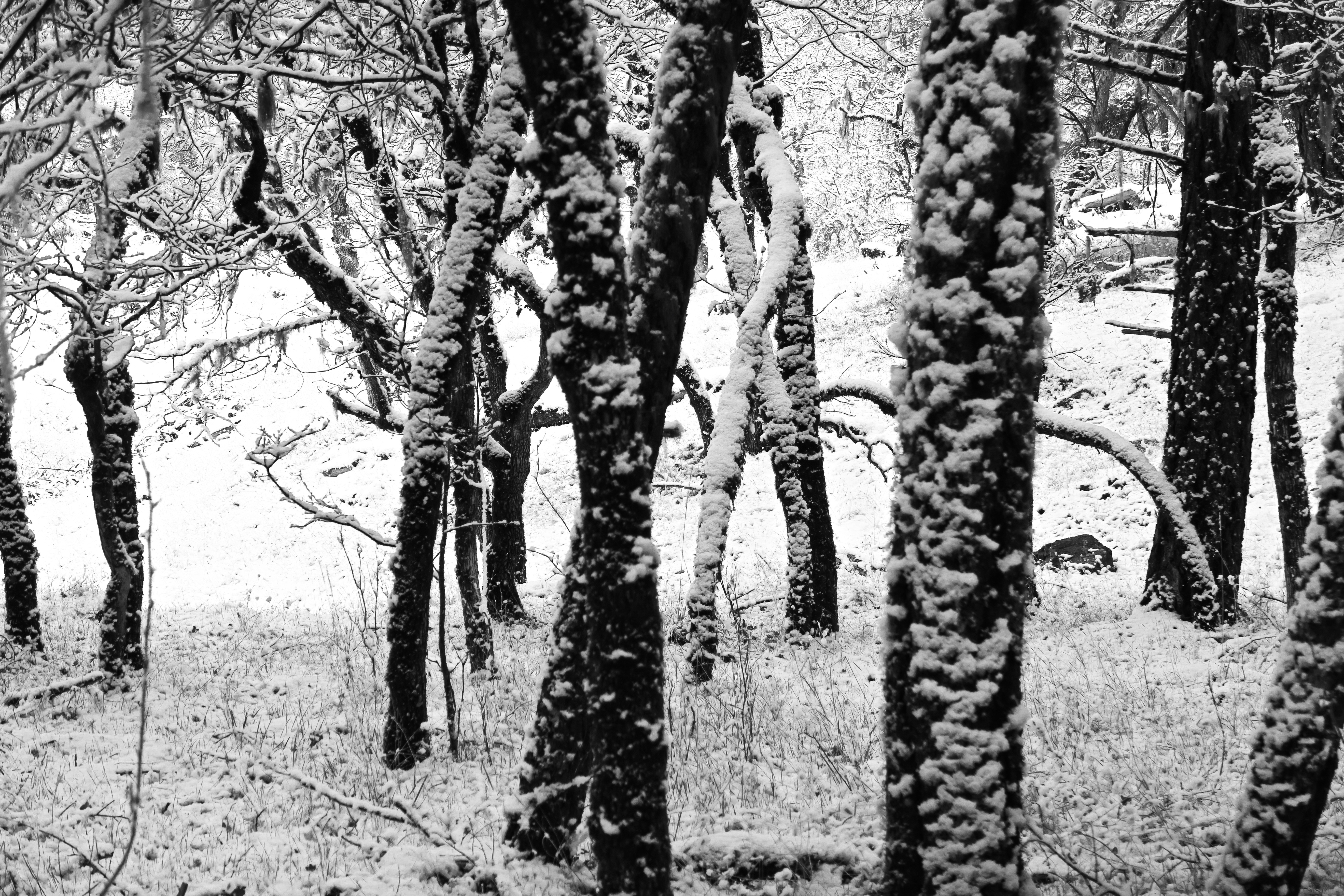 Black and white photo of trees in snow, Rogue River National Forest