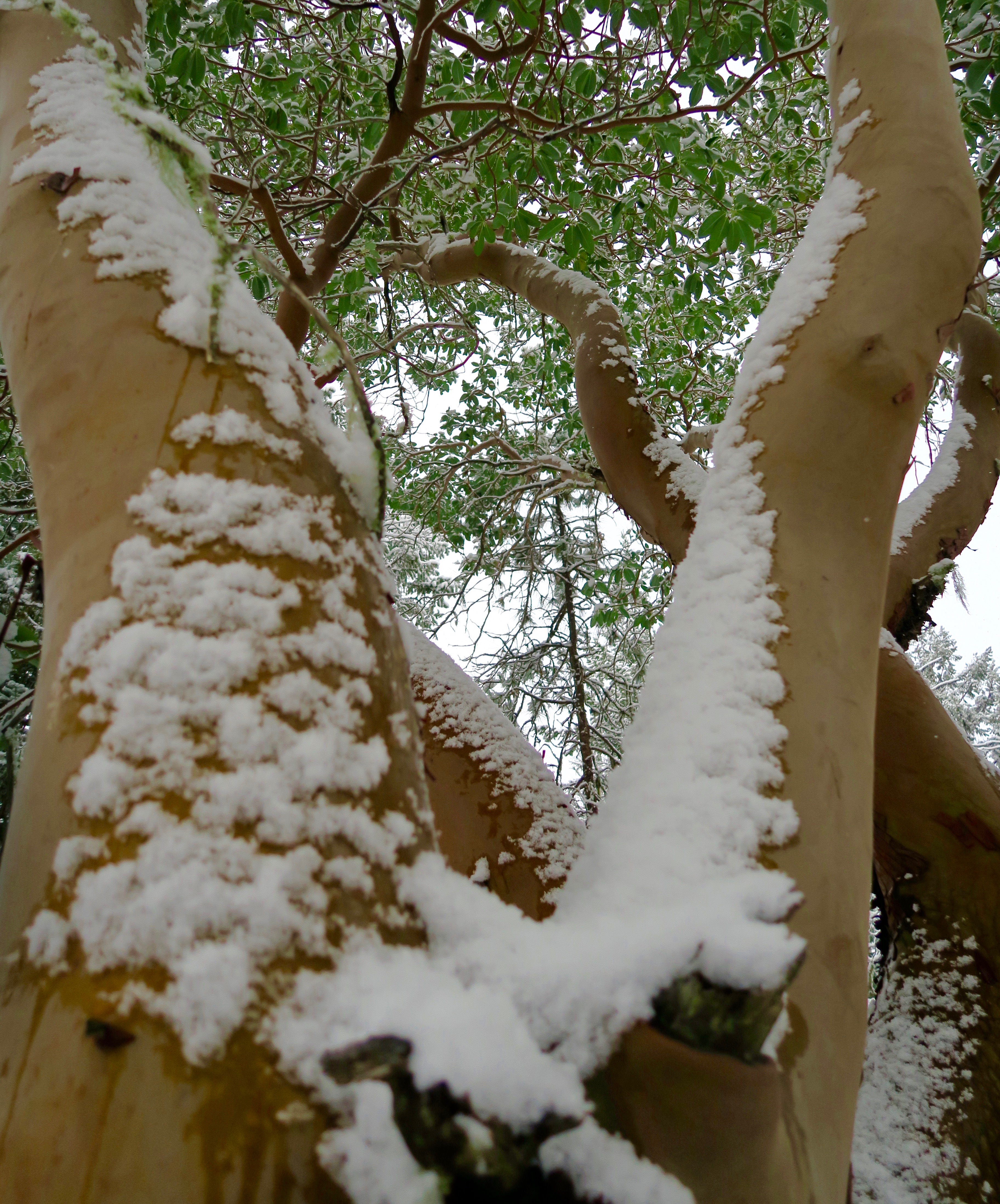 Madrone lightly dusted with snow in Rogue River National Forest