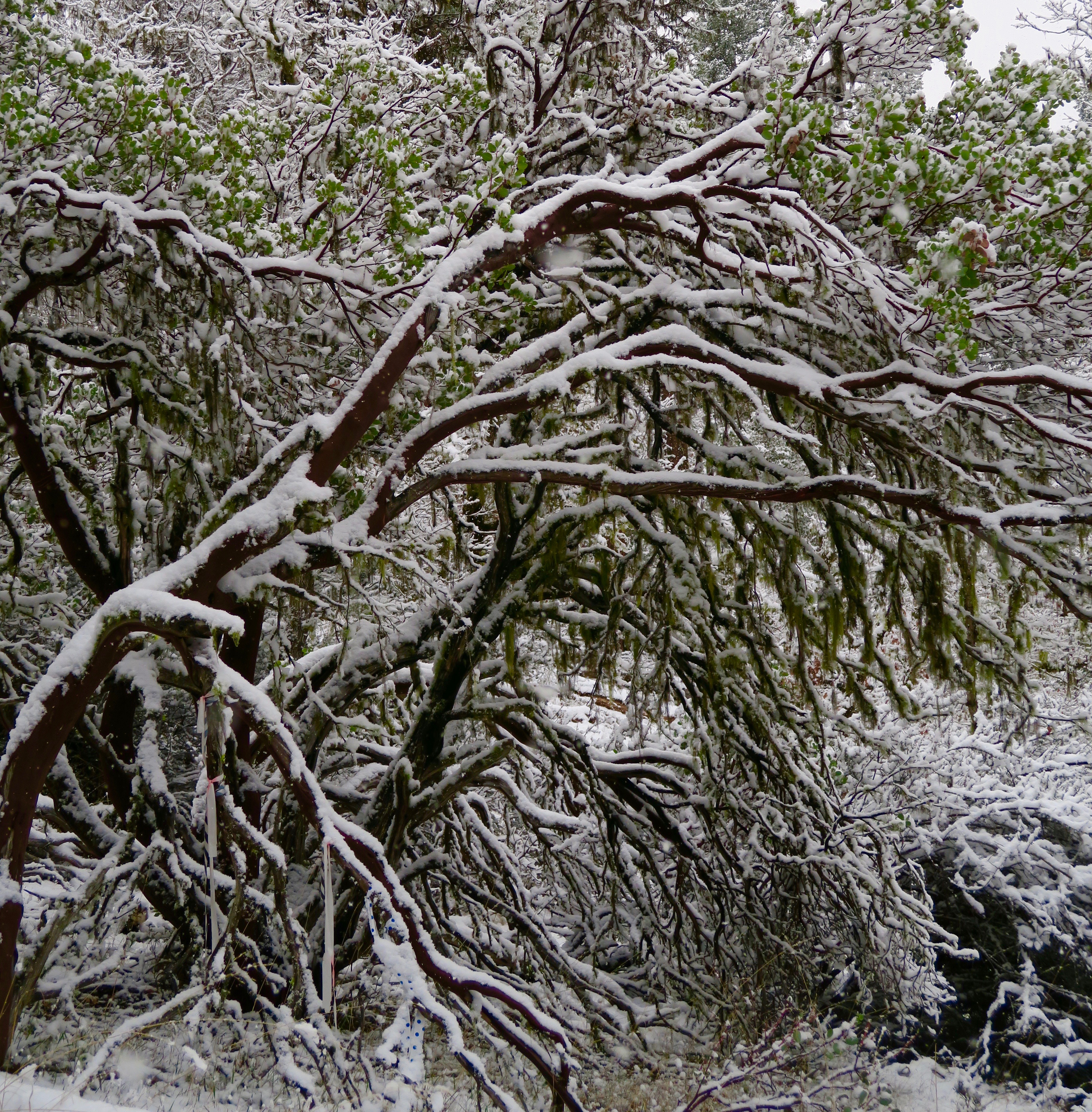 Manzanita in snow, Rogue River National Forest, Upper Applegate River